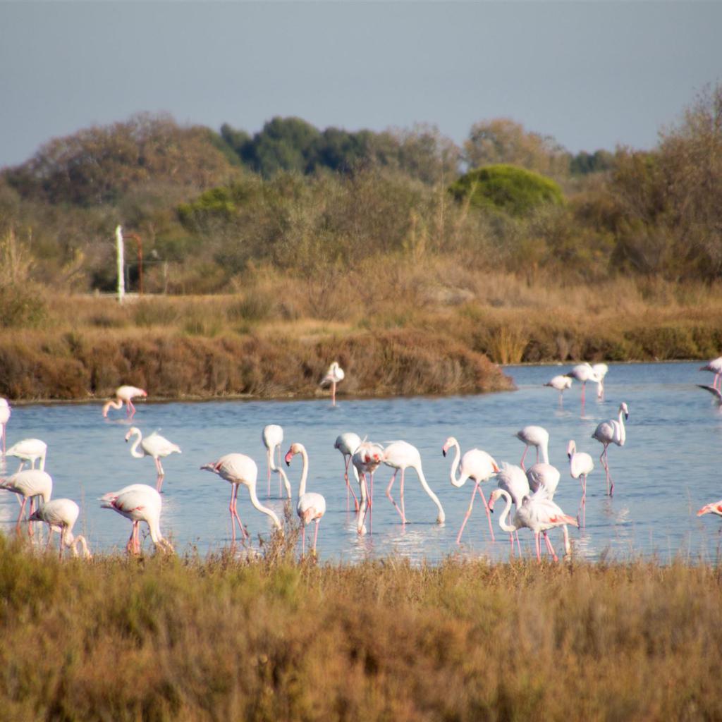 Flamingos in den Etangs