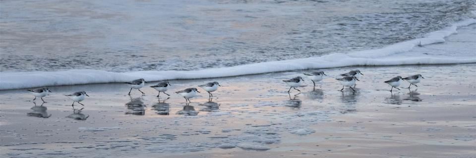 tango fuego Tangoreisen | Tango auf der Winterinsel